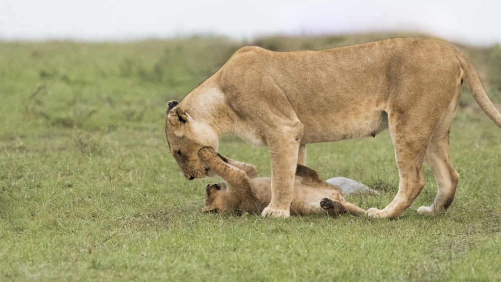 Lioness playing with cub in Maasai Mara National Reserve poster print.