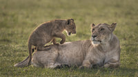 Lion cub playing with lioness in Maasai Mara National Reserve poster print.