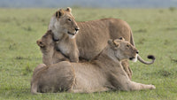 Female lions and cubs in Maasai Mara National Reserve poster print.