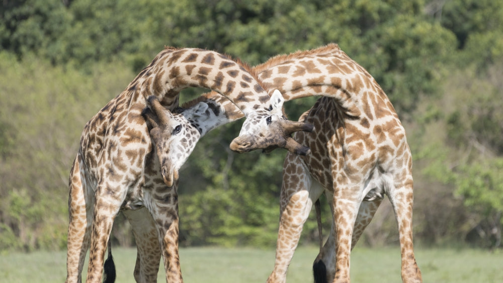 Male giraffes fighting poster print from Maasai Mara National Reserve.