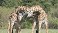 Male giraffes fighting poster print from Maasai Mara National Reserve.