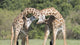 Male giraffes fighting poster print from Maasai Mara National Reserve.