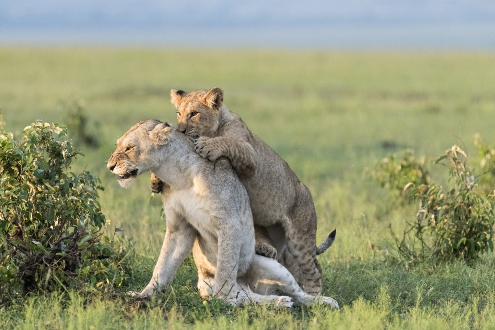 Female lion and playful cub poster print from Maasai Mara National Reserve.