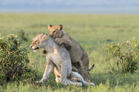 Female lion and playful cub poster print from Maasai Mara National Reserve.