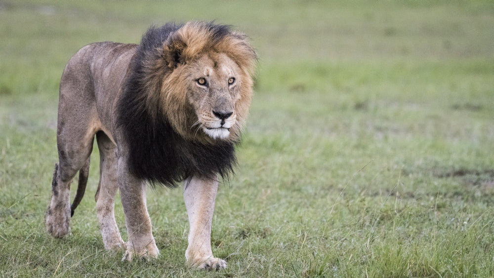Focused Male Lion in Maasai Mara National Reserve Poster Print