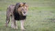 Focused Male Lion in Maasai Mara National Reserve Poster Print