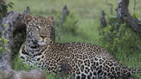 Resting leopard poster print from Maasai Mara National Reserve.