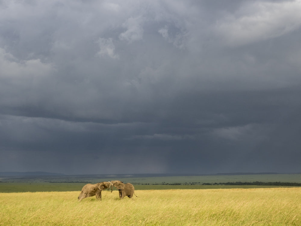 Storm clouds over elephants at sunset in Maasai Mara National Reserve poster print.