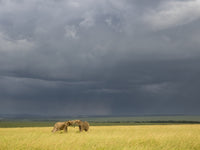 Storm clouds over elephants at sunset in Maasai Mara National Reserve poster print.