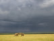 Storm clouds over elephants at sunset in Maasai Mara National Reserve poster print.