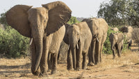 African elephants walking in line poster print by Jaynes Gallery.