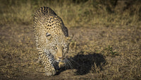 Leopard ready to attack poster print by Jaynes Gallery showcasing African wildlife.