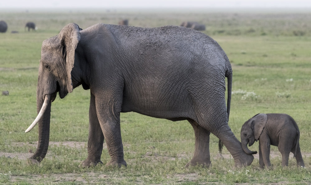Amboseli National Park poster print featuring mother elephant and baby walking.