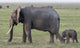 Amboseli National Park poster print featuring mother elephant and baby walking.