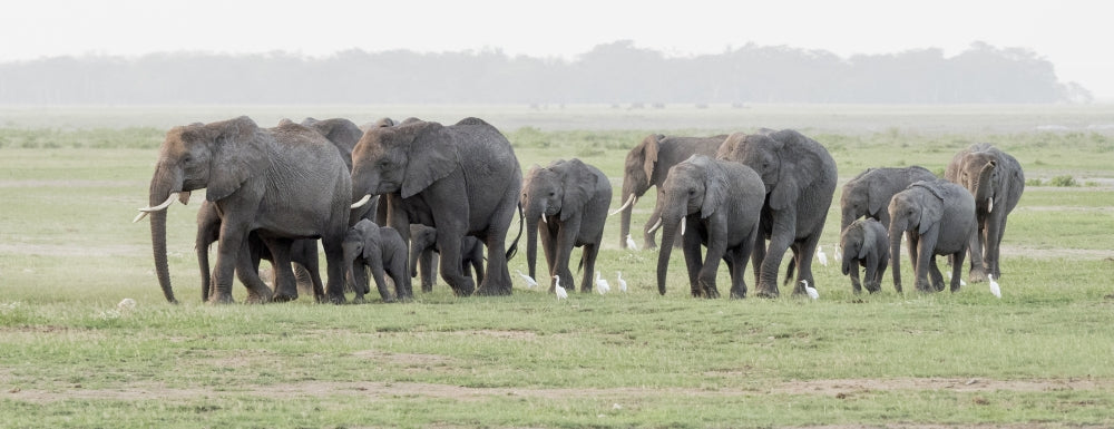 Elephants on the march in Amboseli National Park poster print