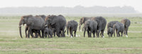Elephants on the march in Amboseli National Park poster print