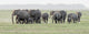Elephants on the march in Amboseli National Park poster print