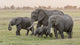 Amboseli National Park Elephants Poster Print by Jaynes Gallery