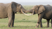Elephants Greeting in Amboseli National Park Poster Print