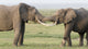 Elephants Greeting in Amboseli National Park Poster Print