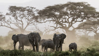 Amboseli National Park Elephants poster print featuring acacia trees.