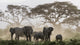 Amboseli National Park Elephants poster print featuring acacia trees.