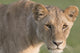 Portrait of a lioness from Maasai Mara National Reserve, showcasing wildlife art.
