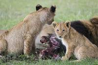 Majestic lions eating prey in Maasai Mara National Reserve poster print.