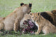 Majestic lions eating prey in Maasai Mara National Reserve poster print.