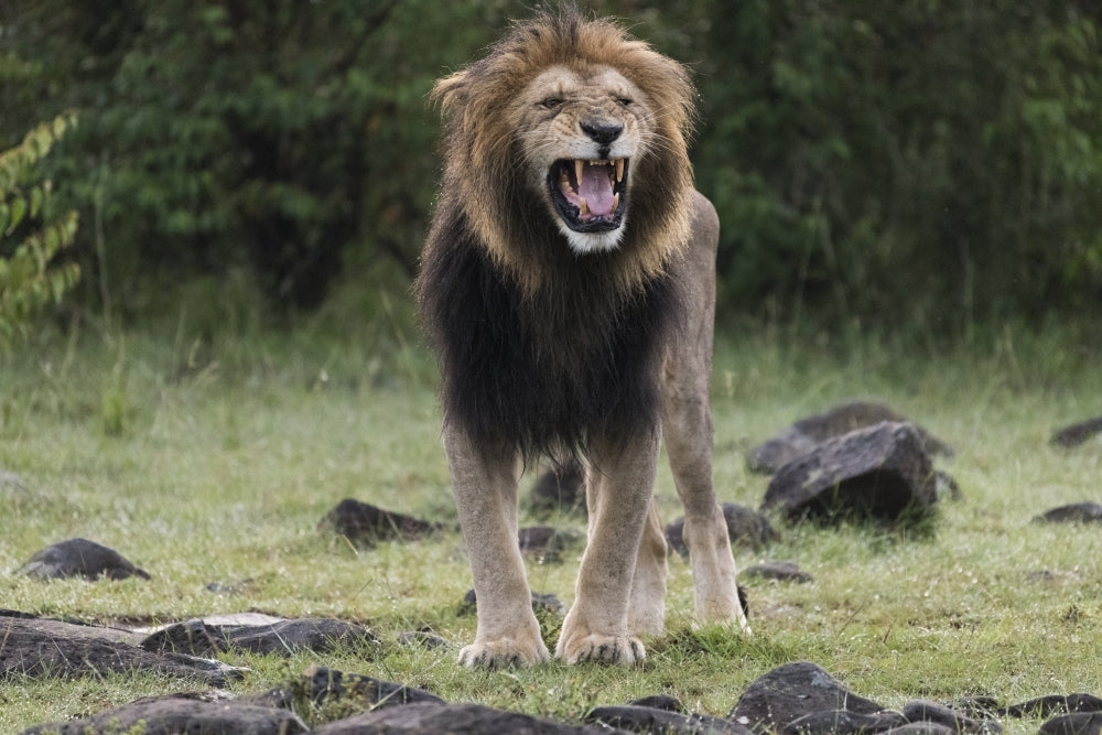 Snarling male lion poster print from Maasai Mara National Reserve.
