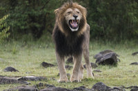Snarling male lion poster print from Maasai Mara National Reserve.