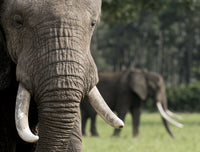 Close-up of an elephant head in Maasai Mara National Reserve poster print.