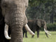 Close-up of an elephant head in Maasai Mara National Reserve poster print.