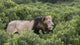 Male lion poster print from Maasai Mara National Reserve