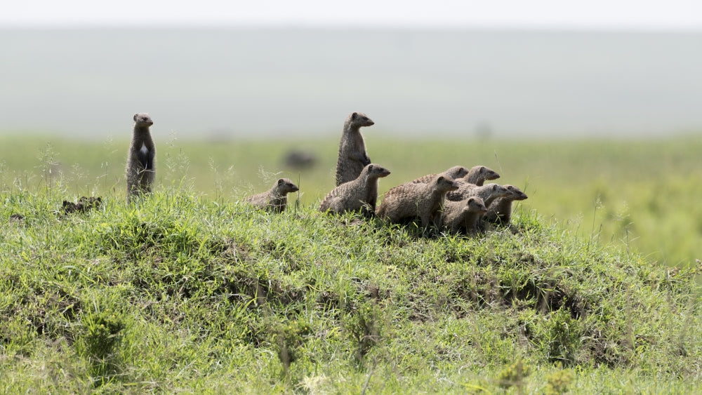 Banded Mongooses in Maasai Mara National Reserve Poster Print