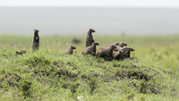 Banded Mongooses in Maasai Mara National Reserve Poster Print