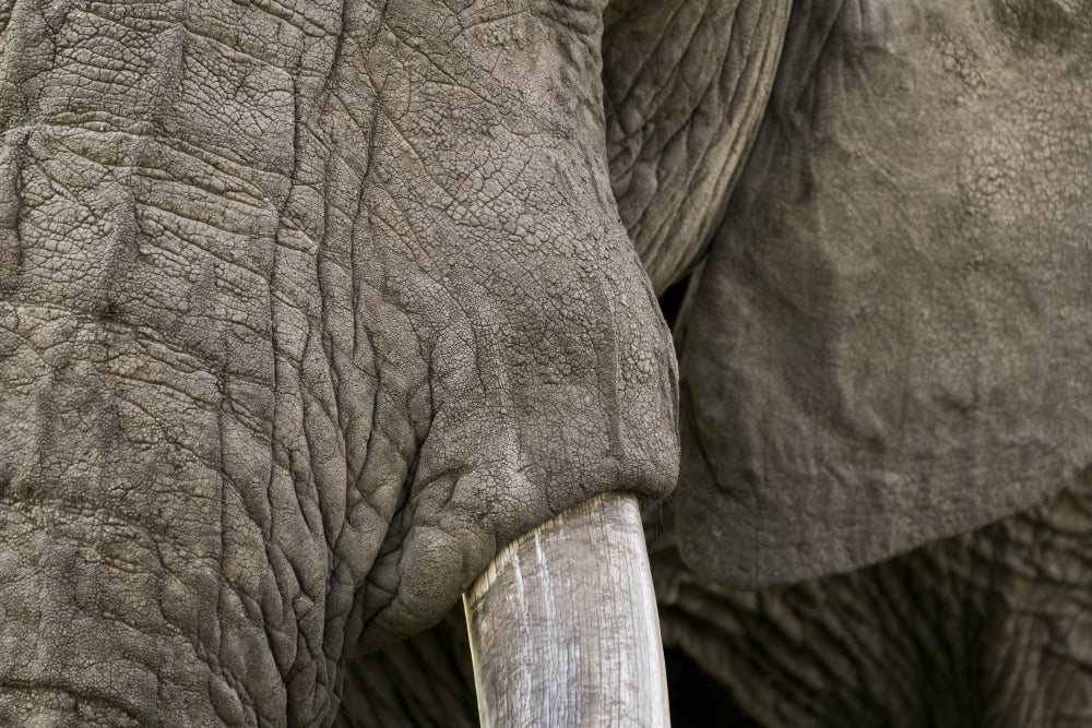 Detail of elephant head from Maasai Mara National Reserve poster print.