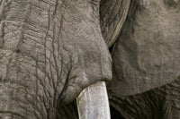 Detail of elephant head from Maasai Mara National Reserve poster print.