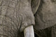 Detail of elephant head from Maasai Mara National Reserve poster print.