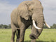 Elephant close-up in Maasai Mara National Reserve poster print