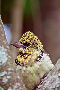 D'Arnaud's Barbet Fine Art Print by Connie Bransilver, showcasing a vibrant bird from Tanzania