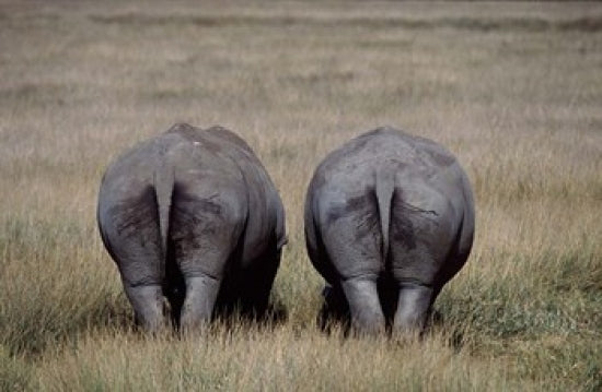 White Rhinos in Lake Nakuru National Park Poster Print by Charles Sleicher