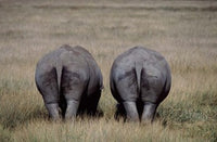 White Rhinos in Lake Nakuru National Park Poster Print by Charles Sleicher