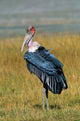 Marabou Stork Poster Print by Charles Sleicher, showcasing the beauty of nature.