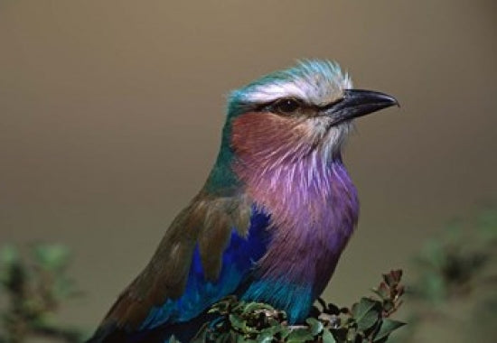 Kenya Lilac-breasted Roller bird poster print by Charles Sleicher
