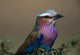 Kenya Lilac-breasted Roller bird poster print by Charles Sleicher