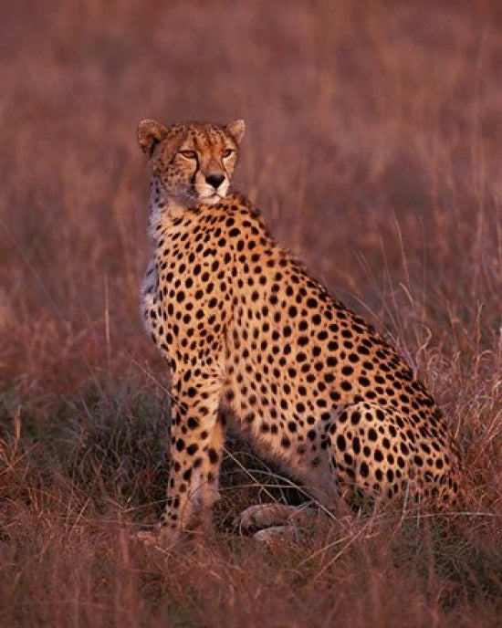 Cheetah sitting in Masai Mara, Kenya poster print by Dee Ann Pederson