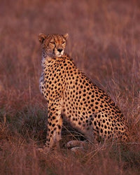 Cheetah sitting in Masai Mara, Kenya poster print by Dee Ann Pederson