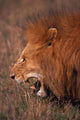 Male lion poster print in Masai Mara, Kenya by Dee Ann Pederson.