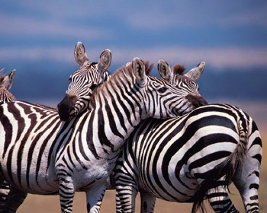 Group of Zebras in Masai Mara, Kenya Poster Print by Dee Ann Pederson
